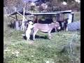 CANE SI TROMBA UN ASINO