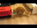 Кошка носит в зубах игрушку Кошка носит в зубах игрушку