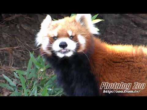 Red Panda 2008 健健17歳 その１@八木山Zoo