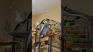 Gizmo Tells Bird To Squawk Off