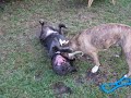 Pit bull vs mastiff - youtube