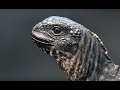 Iguana vs Snakes - Planet Earth II