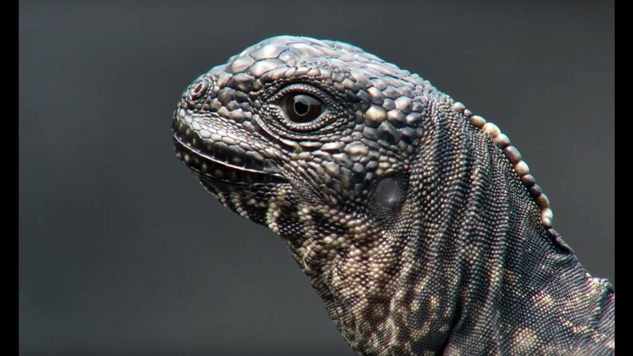 Super Intense: Iguana vs Snakes – Planet Earth II