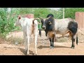 New First Timer Cow Ki Video||Gaay Ki Video