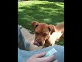 Dogue+de+bordeaux+cross+staffordshire+bull+terrier