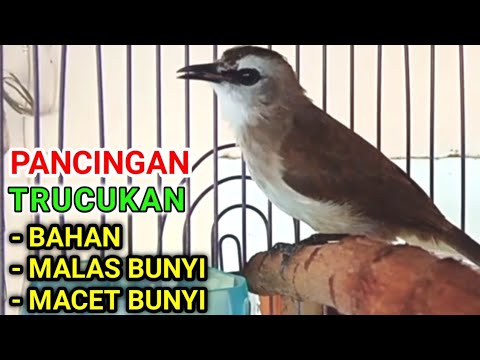 suara TRUCUK betina MEMANGGIL JANTAN pancingan bunyj burung trucukan bahan dan trucuk malas bunyi