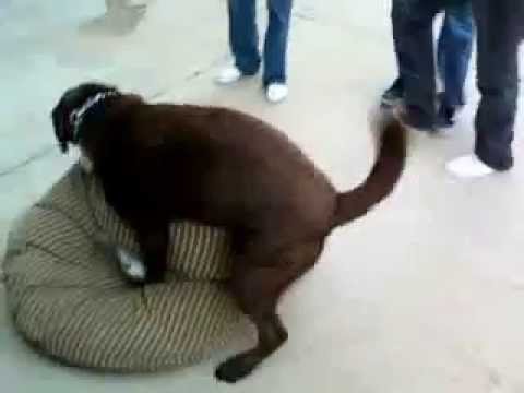 humping pillows videos