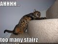 I Can Has Cheezburger