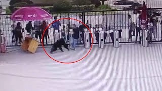 Chimpanzee Escapes Enclosure, Attacks Keeper In Wildlife Park