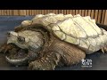 Texas wildlife center finds turtle thought to be extinct