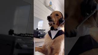 My Dog Got His First Job