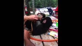 Monkey Being Tickled