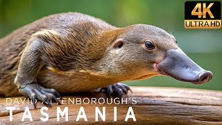 David Attenborough Tasmania Doentary