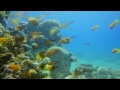 Nikon Coolpix P7000 & Fantasea FP7000 Housing - The Underwater Journey