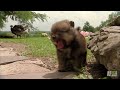 pomeranians