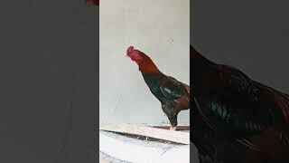 Var Mı Bunda Iyi Kral
