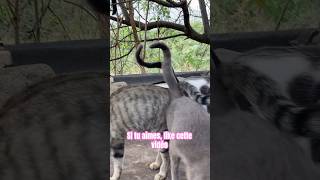 Regardez Ce Que Cette Dame Fait Tous Les Jours Toute La Journée