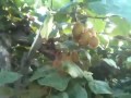planter les kiwis