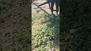 Fındık Meyve Toplama Makinası Palmera