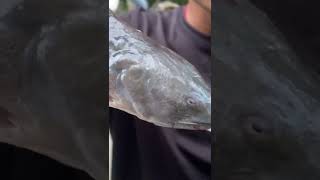 India Rare Fisham