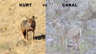Kurt Vs Çakal