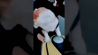 Itin Uzune Baxanda Gulmeyim Gelir