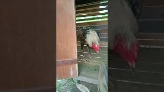 Bahaya Niih Birma X Pakhoy Sangat Agresif