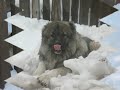 кавказской овчарке - Барханчику!!! Да 