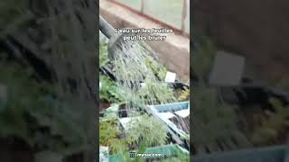 A Quelle Heure Arroser Vos Plantes ? On Vous Dit Tout