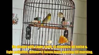 Puteh - Baby Hercules Number 1 Puteh Food 25022019