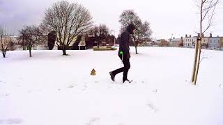 Best Dog - Snow training