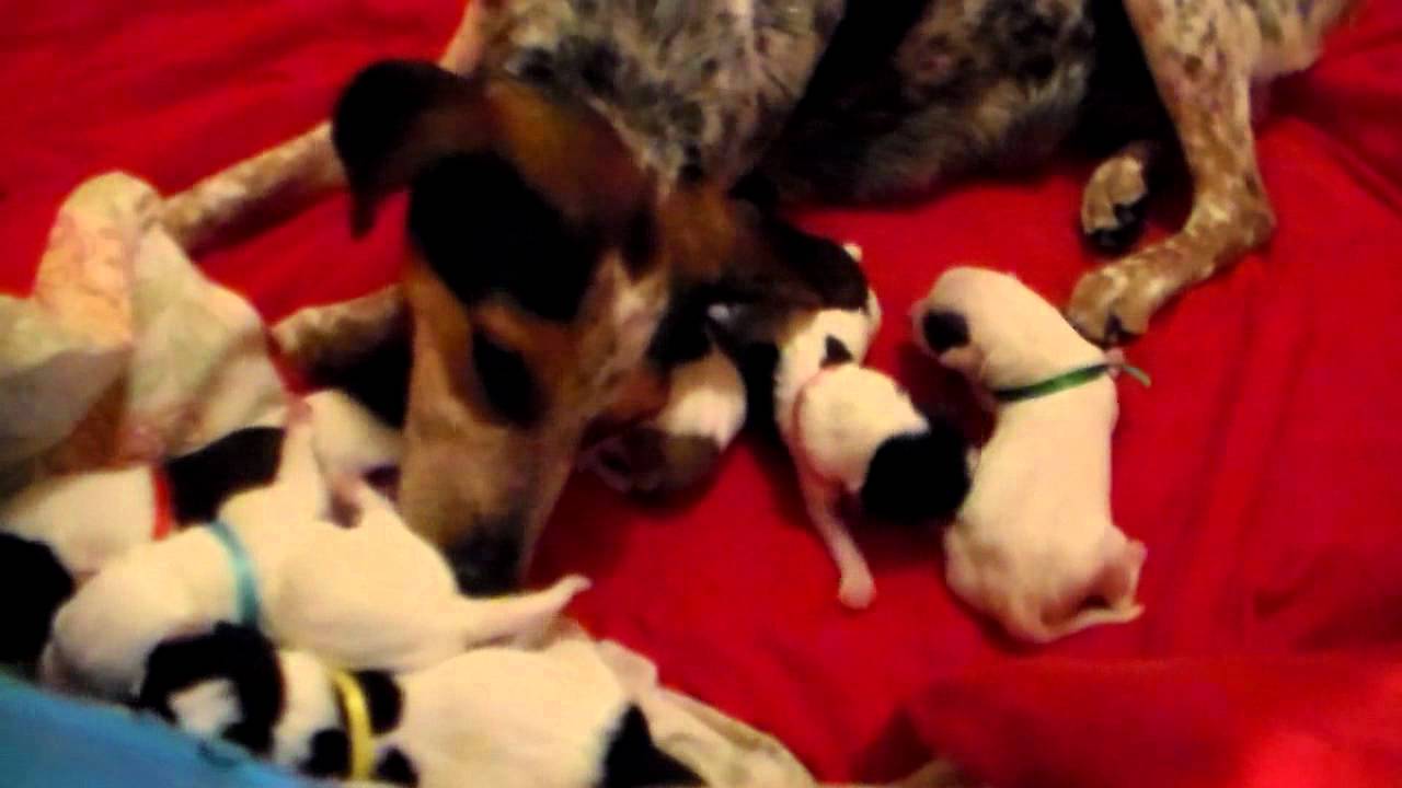 blue tick heeler puppies blue tick heeler puppies day one blue tick heeler puppies blue tick heeler puppies day one