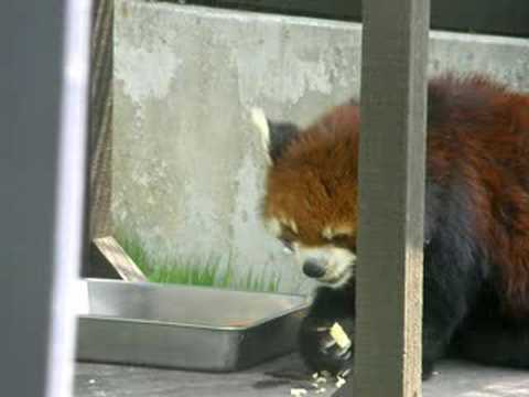 旭川市の旭山動物園のレッサーパンダ【その２】