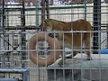 Little clip taken with my camera of a puma playing with a tire at a Big Cat Refuge.