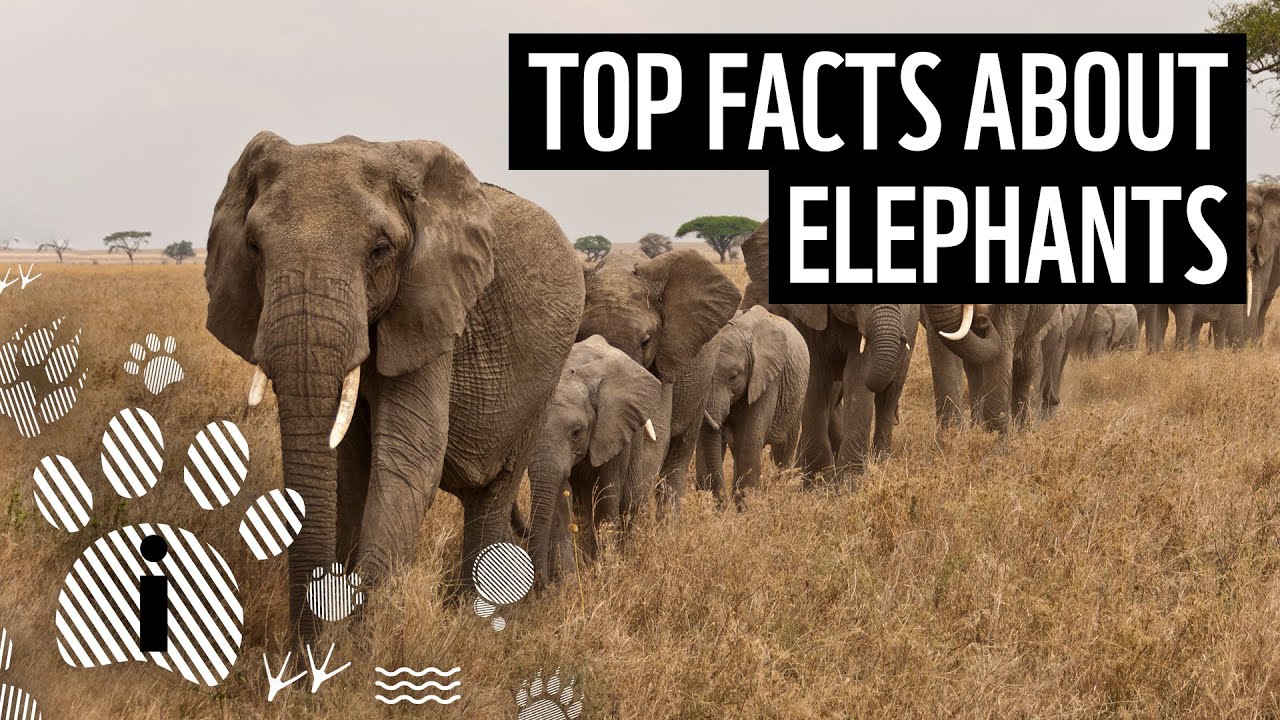 Three unusal facts for asian elephant