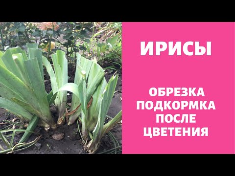 Ирисы обрежь и удобри правильно после цветения !