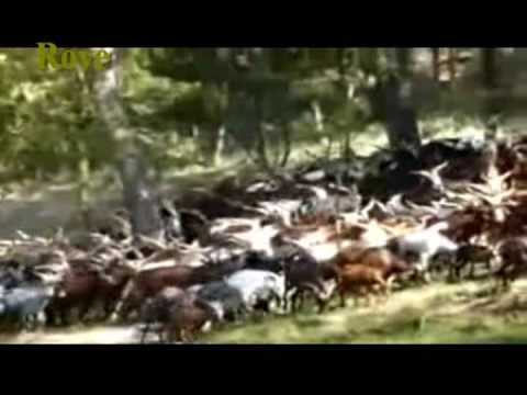 Indian+goat+breeds