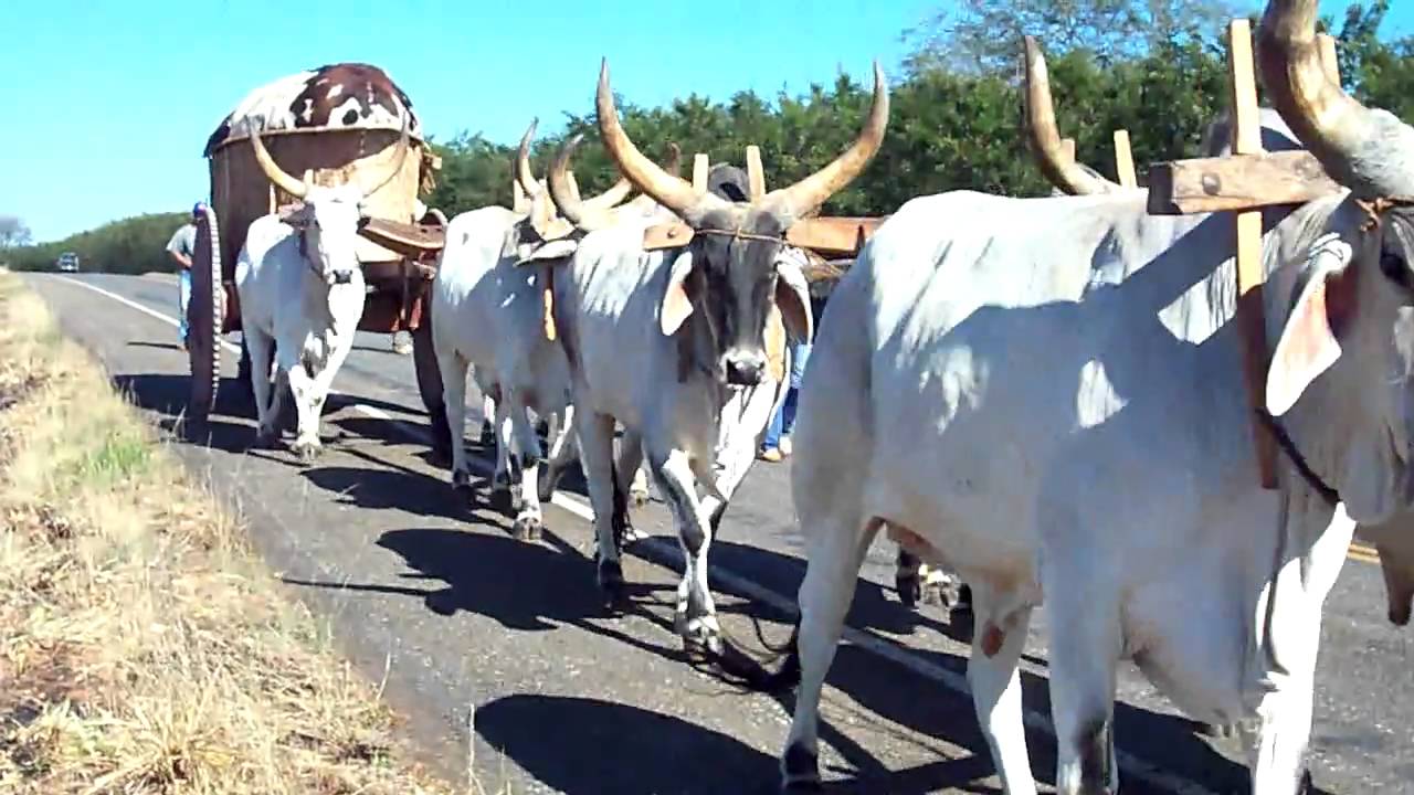 cabra