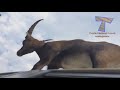 60 FUNNY ANIMAL VIDEOS that will make you LAUGH ALL DAY LONG - TRY not to DIE out of LAUGHING!