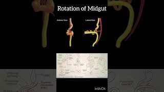 Rotation Of Midgut Anatomy Animation Of Midgut