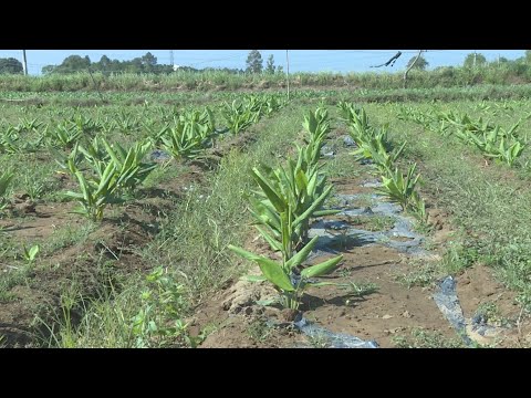 Cây ngải trắng ở Trà Vinh - Loài dược liệu quý