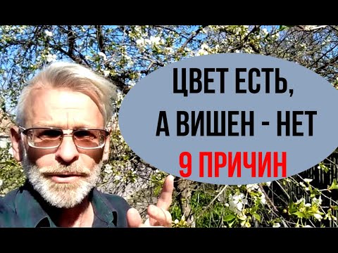 ПОЧЕМУ ВИШНЯ не плодоносит / 9 причин / Игорь Билевич