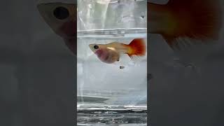Guppy Fish Giving Babies