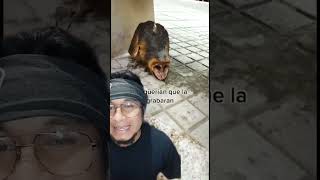 Bruja Captada En Colombia Noo, Las Lechuzas No Son Brujas.