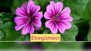 Ebegümecinin Mucizevi Sırları