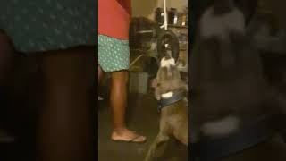 Staffordshire Bull Terrier On His Tyre