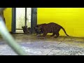 Watch: Growing Sumatran Tiger Cubs At The Smithsonian's National Zoo Growing Sumatran Tiger Cubs At The Smithsonian's National Zoo