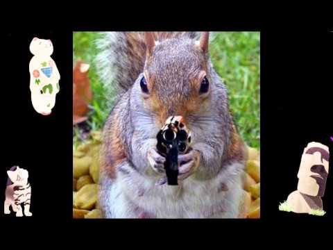 Free funny wild animal videos