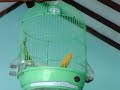 image Kicau Kenari F1 Gacor Tanpa Putus