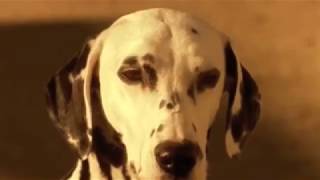 Watch Sublime I Love My Dog video